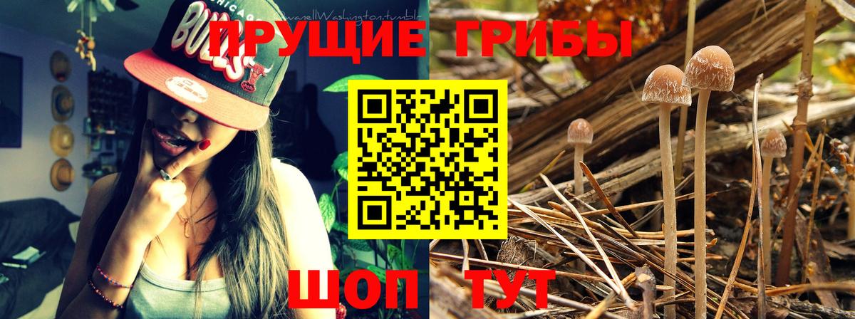 Галлюциногенные грибы прущие грибы Белгород